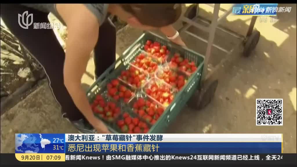 视频：“草莓藏针”事件发酵——悉尼出现苹果和香蕉