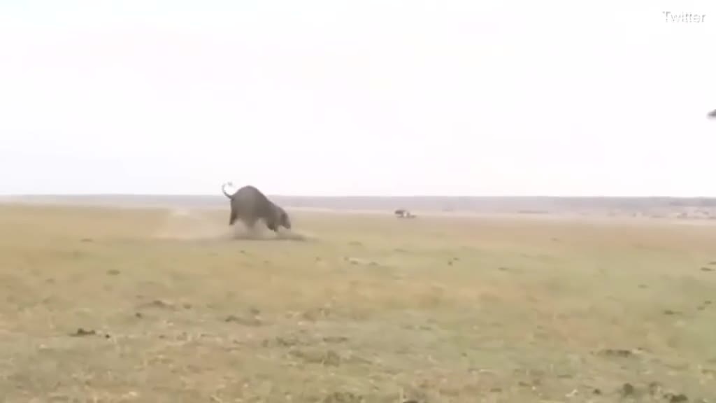 视频：两男子猎杀象群 反被大象追击后仓皇逃命