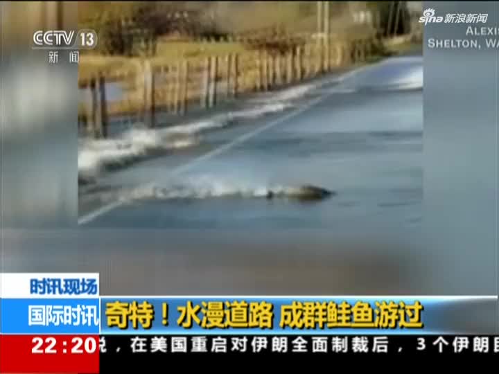 视频：奇观！暴雨过后水漫道路 成群鲑鱼火速穿越马