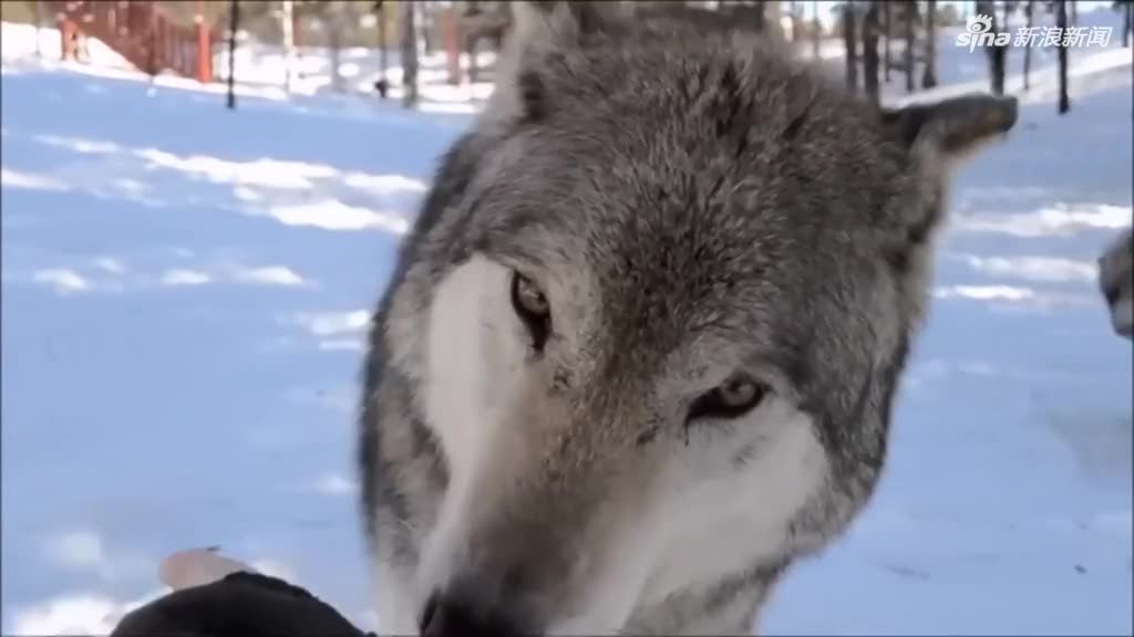视频-温馨又有爱！北美灰狼与人亲密互动 体型碾压