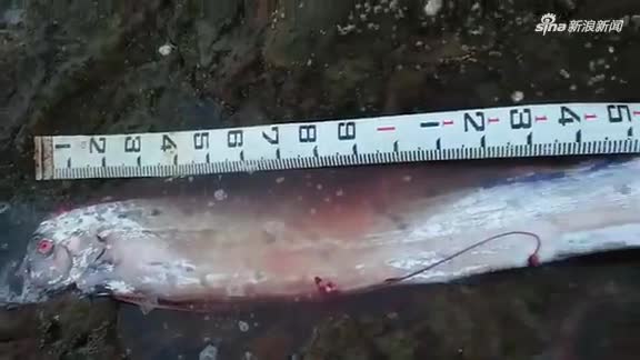 视频|日本两条巨型“地震鱼”同时现身引恐慌 网友