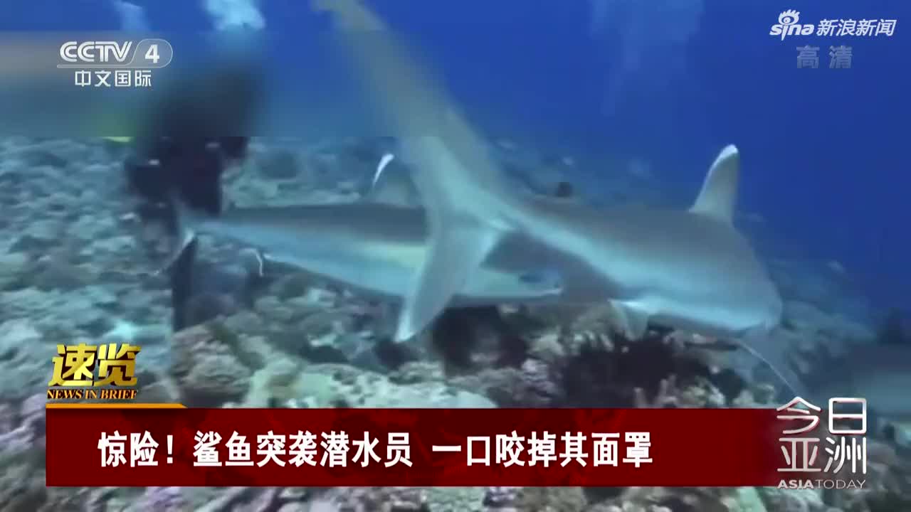 视频：惊险！鲨鱼突袭潜水员 一口咬掉其面罩