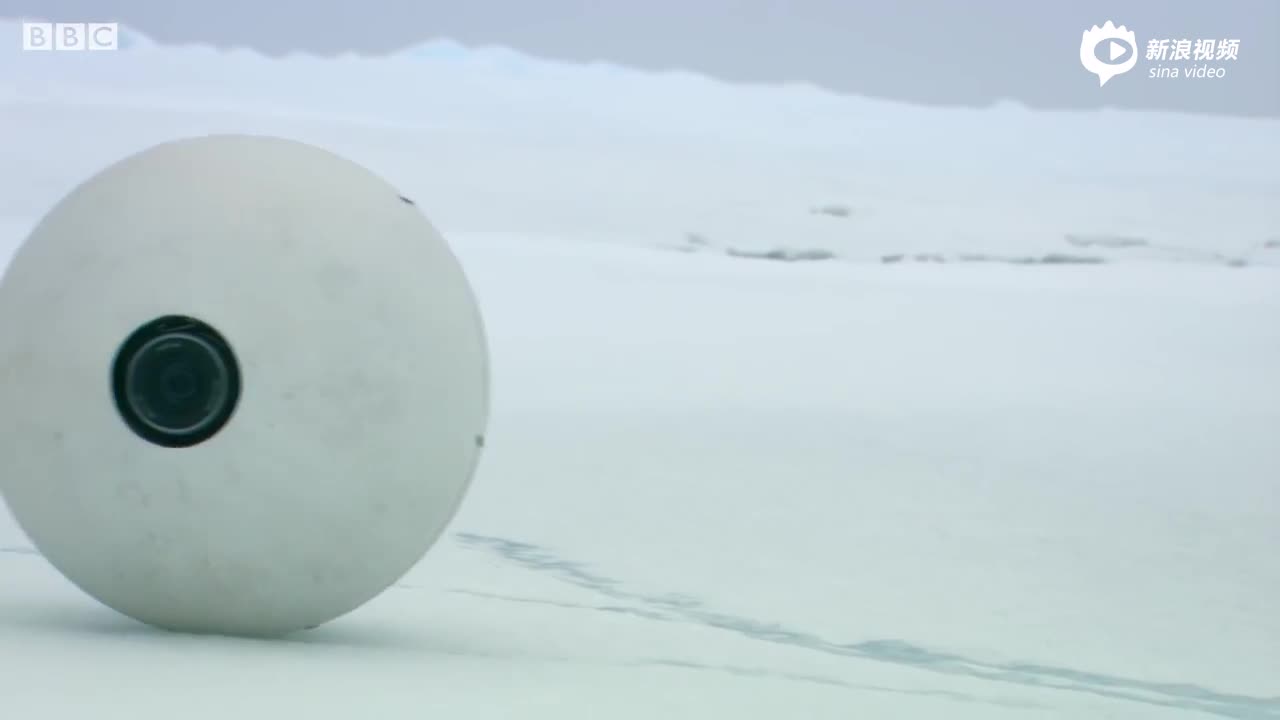 视频-北极熊把“间谍”摄像机当成足球 拍出神奇视