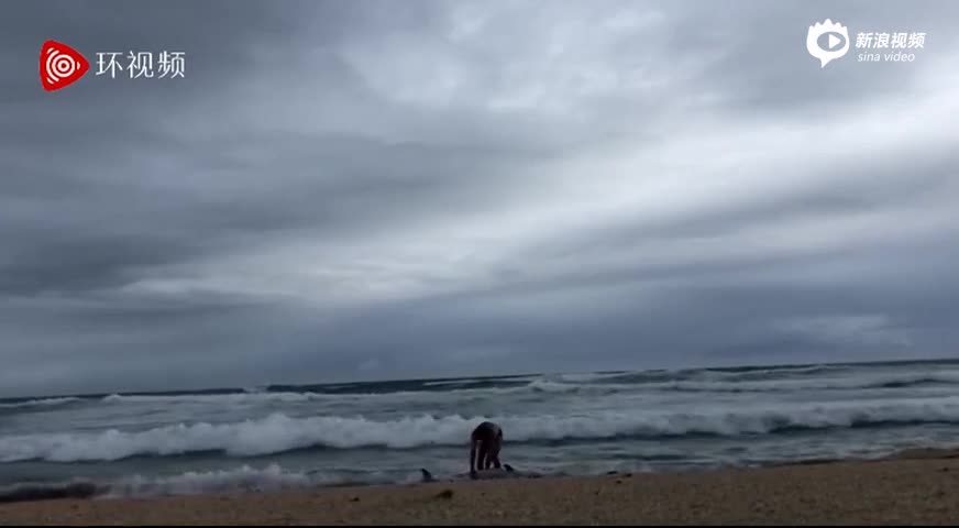 视频-泪目 男子风浪中竭尽全力拯救搁浅海豚