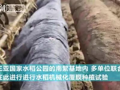 袁隆平“超级稻”在三亚播种 有望再创单产历史新高