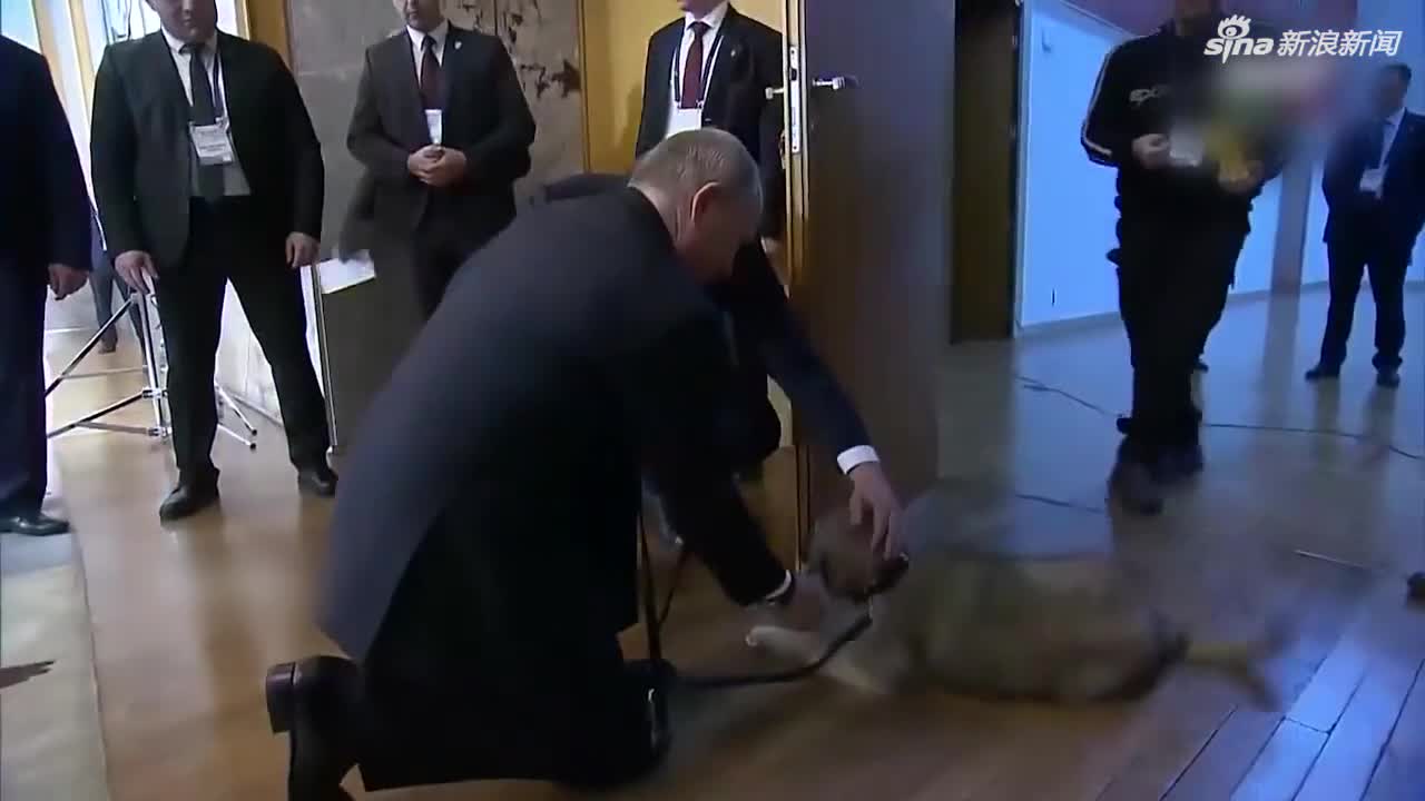 视频：“爱狗人士”普京获赠新宠 塞尔维亚总统赠牧