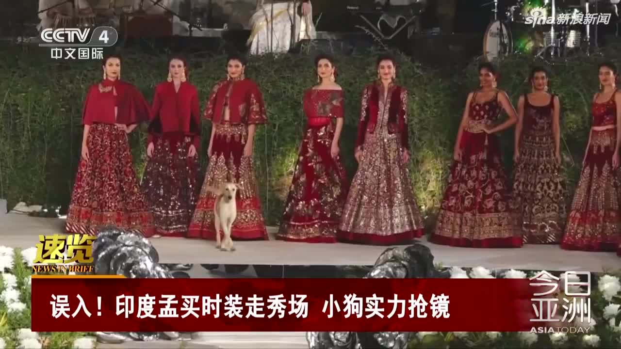 视频-误入！印度孟买时装走秀场 小狗实力抢镜