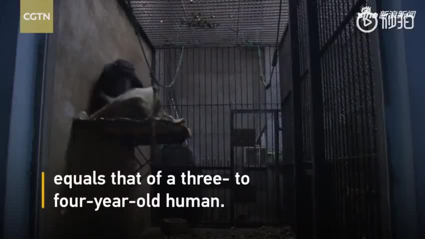 视频-黑猩猩靠模仿饲养员学会了做家务