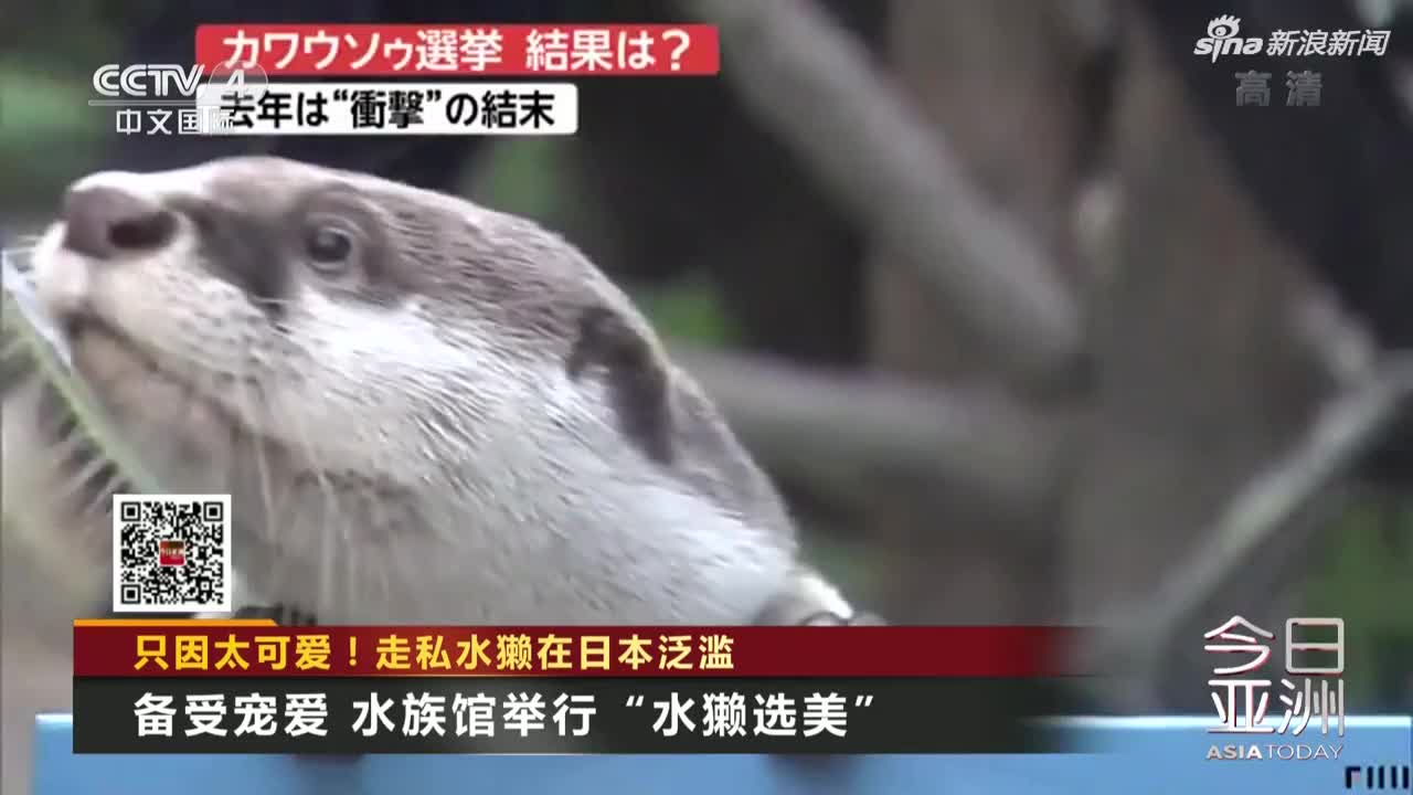 视频：只因太可爱！走私水獭在日本泛滥