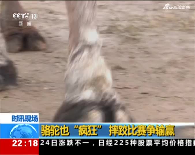 视频：骆驼也“疯狂”！摔跤比赛撕咬脚掌扳倒对手