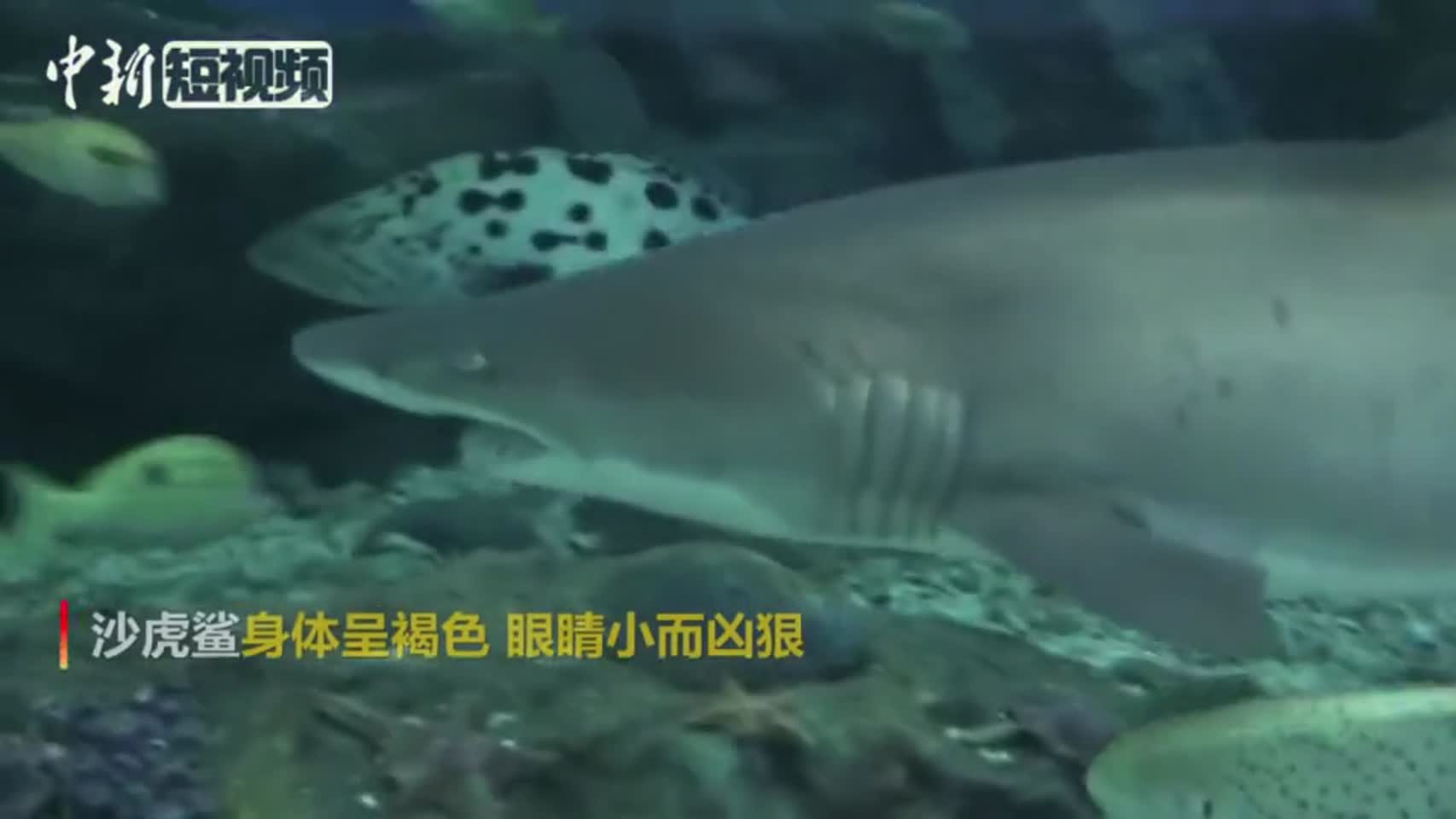 "海中老虎"长这样!