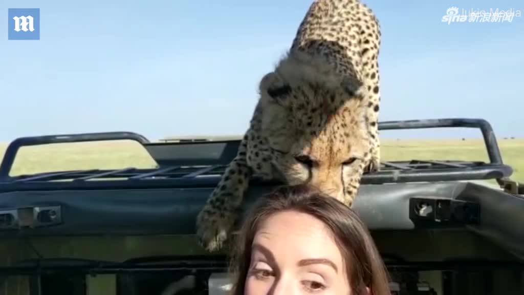 视频-刺激！非洲野生保护区内 好奇猎豹跳上车顶闻