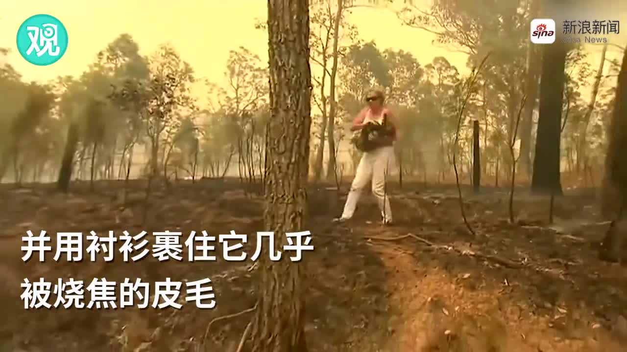 视频：澳大利亚考拉在山火中爬行 路人冒险将其救出