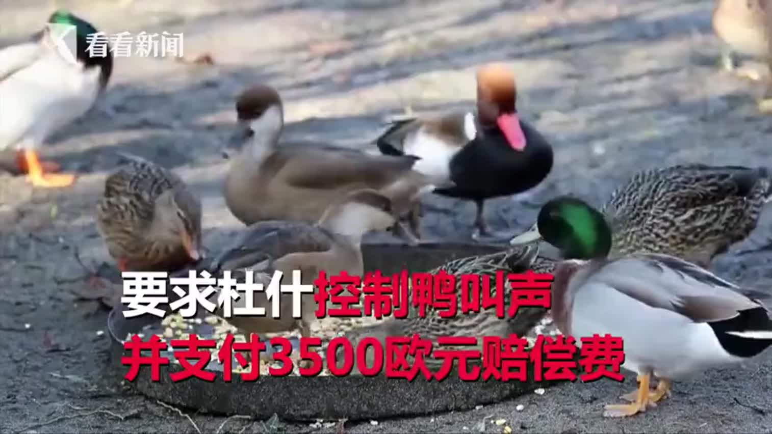 视频：“嘎嘎叫”太吵被告上法庭 50多只鸭子和鹅