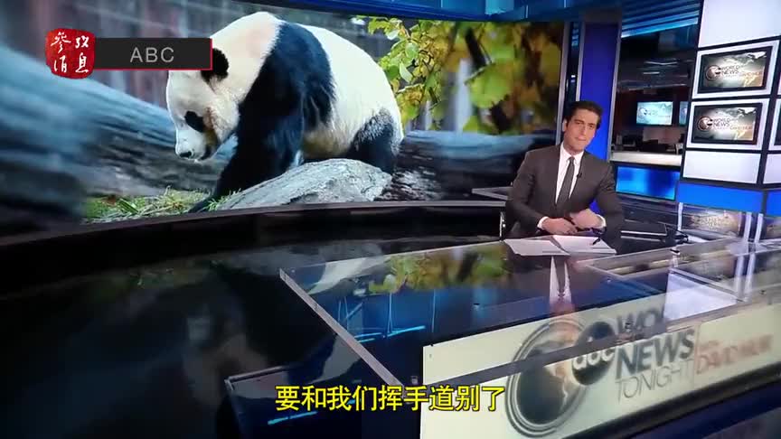 视频：说到这个中国国宝 美国新闻主播都变温柔了