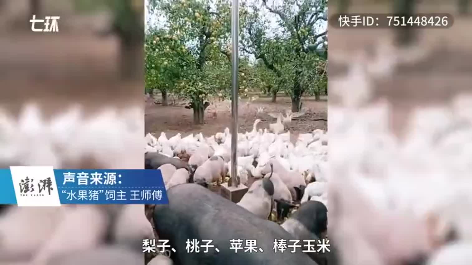 视频-村民养猪全年投喂水果 网友：活得不如猪