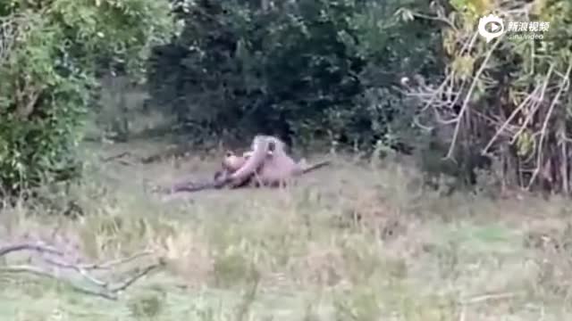 视频-美洲豹遭巨蟒攻击全身被缠 努力挣脱后咬碎蟒