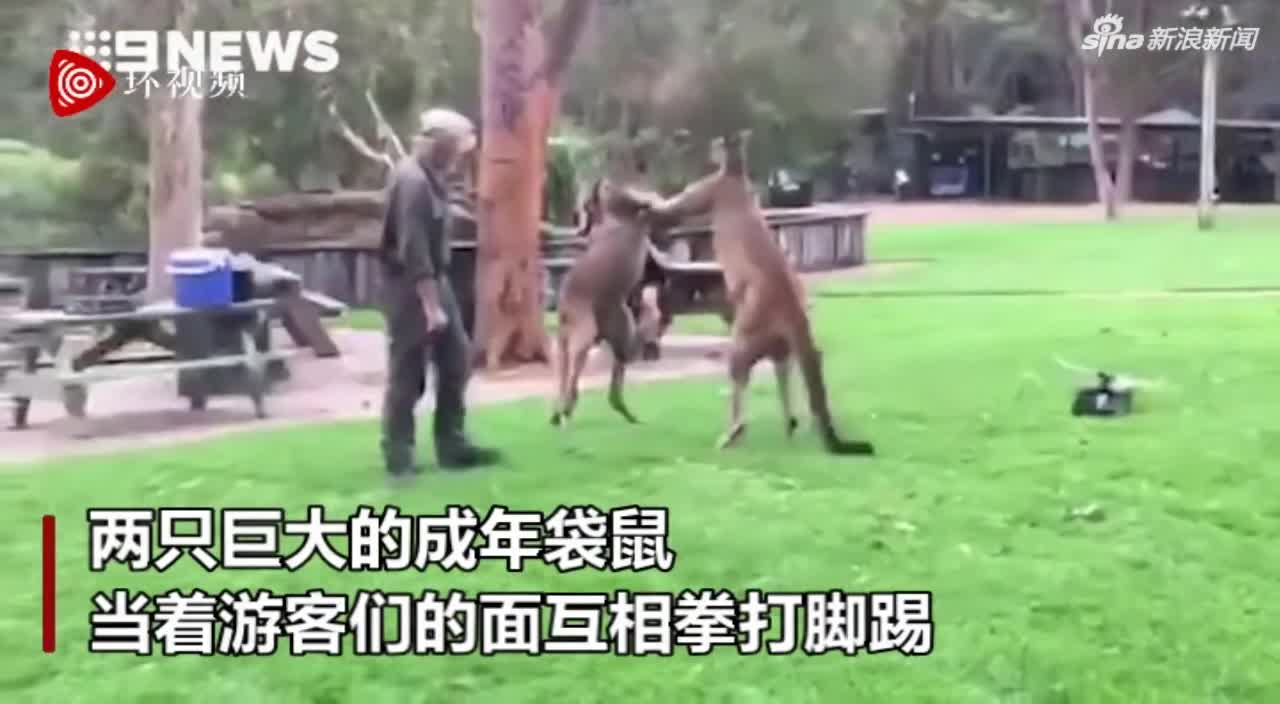 视频：动物园门口两袋鼠互殴 围观游客“大饱眼福”