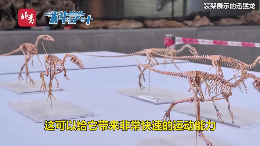 视频-中国科学家发现恐龙新物种：体型如鸡