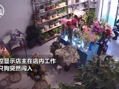 郑州闹市内两只恶犬闯进花店撕咬 监控拍下惨烈过程