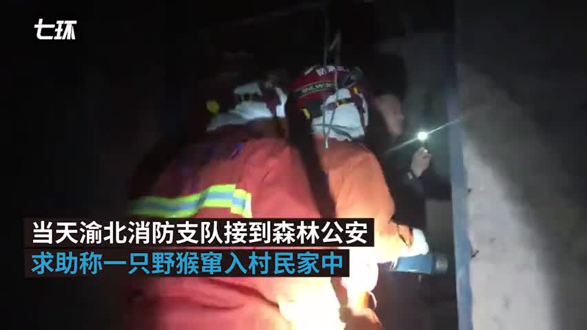 视频-重庆消防出警8次捉住野猴 多次闯进民居偷零