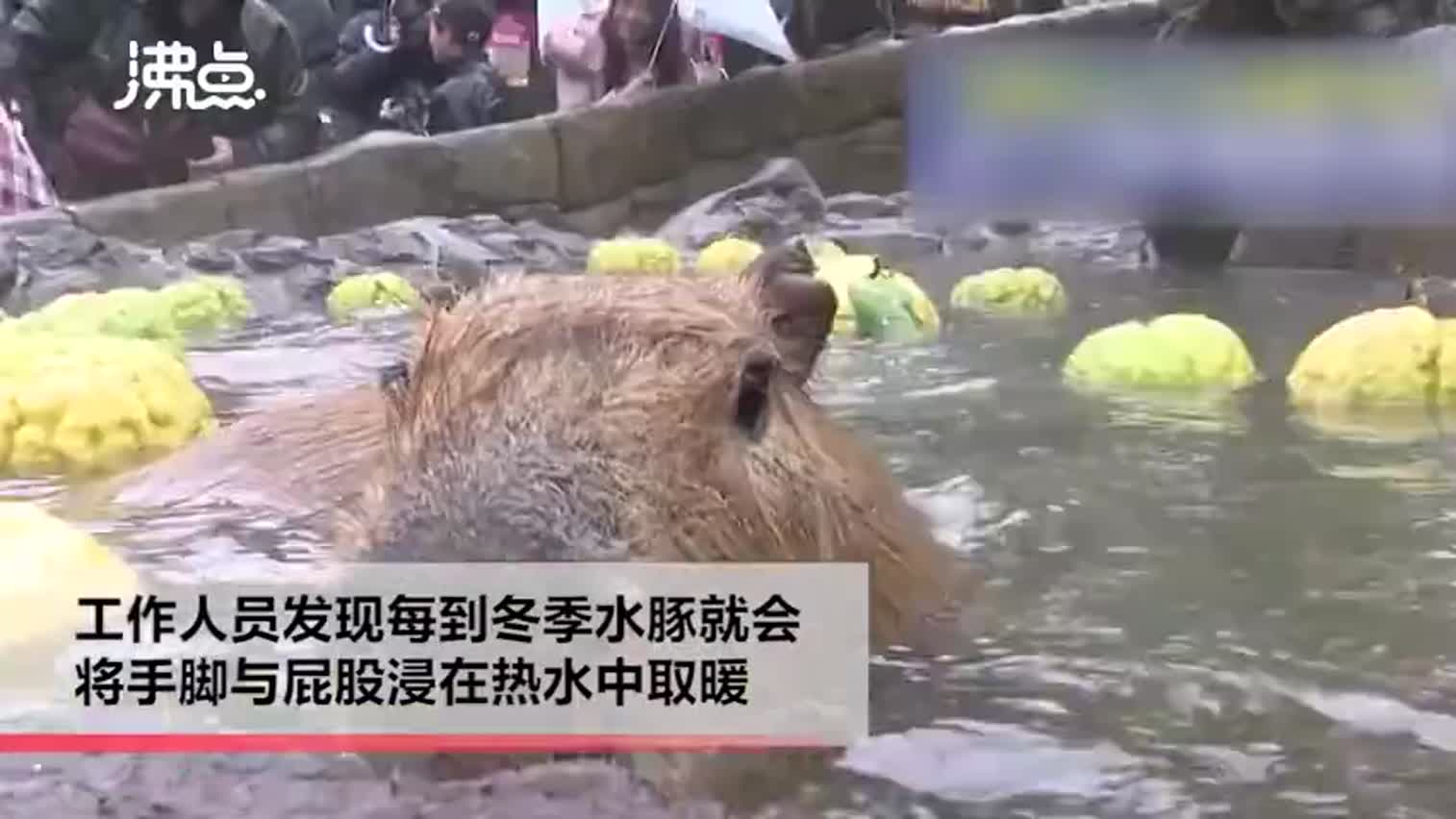 视频-太享受了！日本水豚泡柚子温泉浴