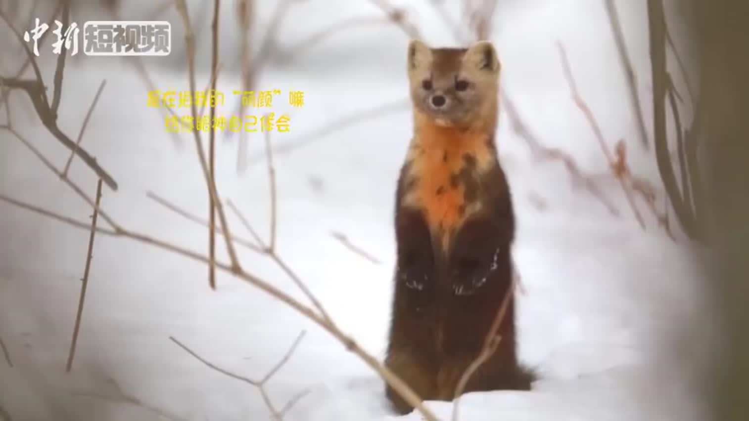 视频：雪中卖萌！吉林延边发现珍稀野生紫貂