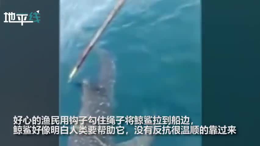 视频：暖心！鲸鲨身体被大绳子缠绕 渔民用力切断绳