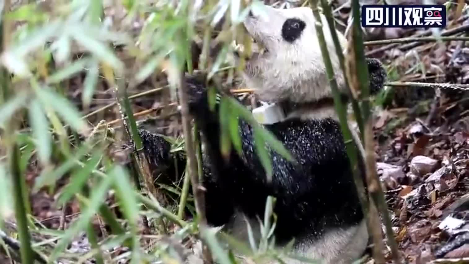 视频-三只大熊猫完成野化培训 将首次在川外野化放
