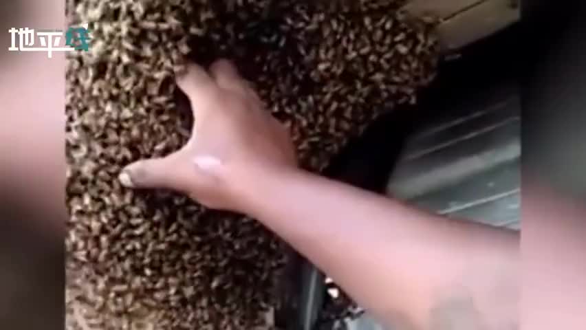 视频-美国养蜂人徒手抓起一把把蜜蜂 又将它们放回