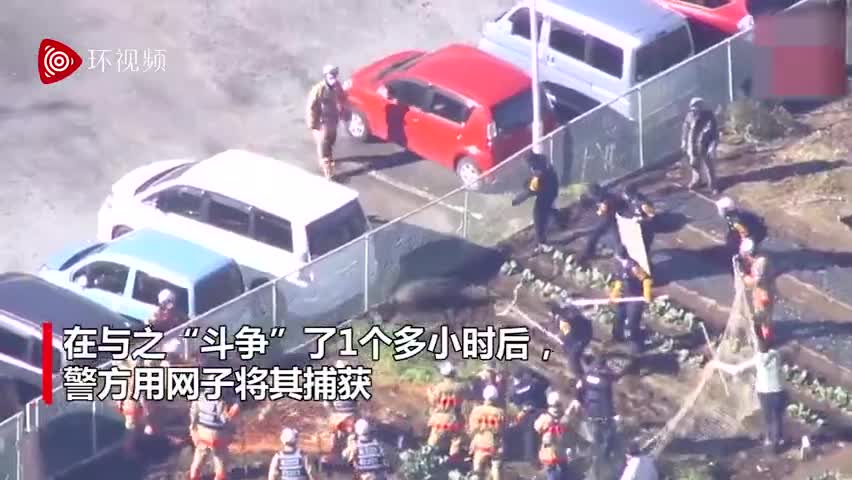 视频-日本多家电视台出动直升机 直播警察围剿野猪