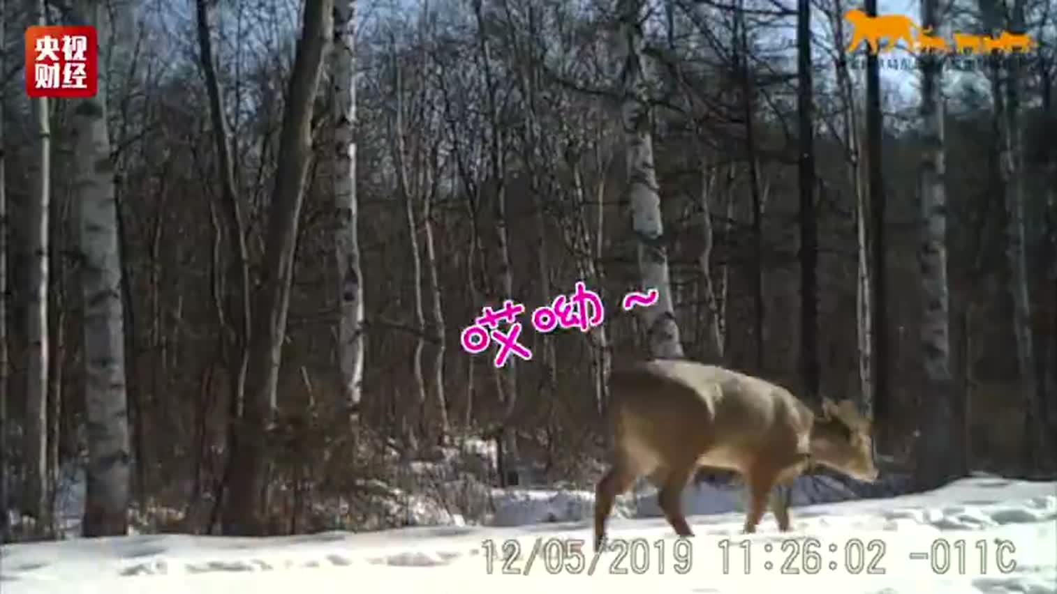视频-东北虎豹国家公园首次拍摄到獐