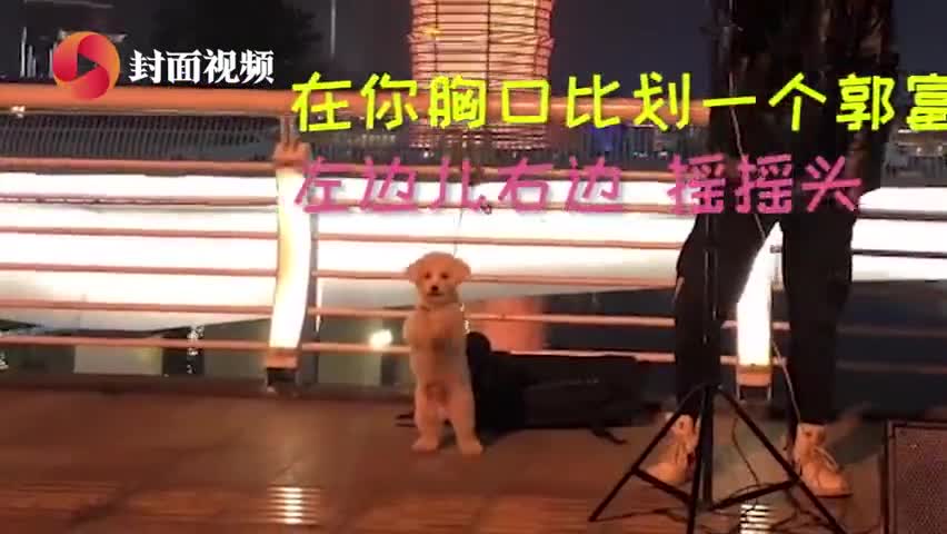 视频-实力抢戏 主人街头唱歌狗狗伴舞
