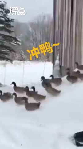 视频-鸭子们冲出鸭舍 却发现外面太冷了 赶紧“撒