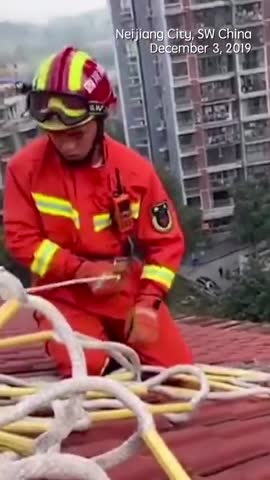 视频：萨摩耶爬上七楼“看风景”被困 消防员将其一