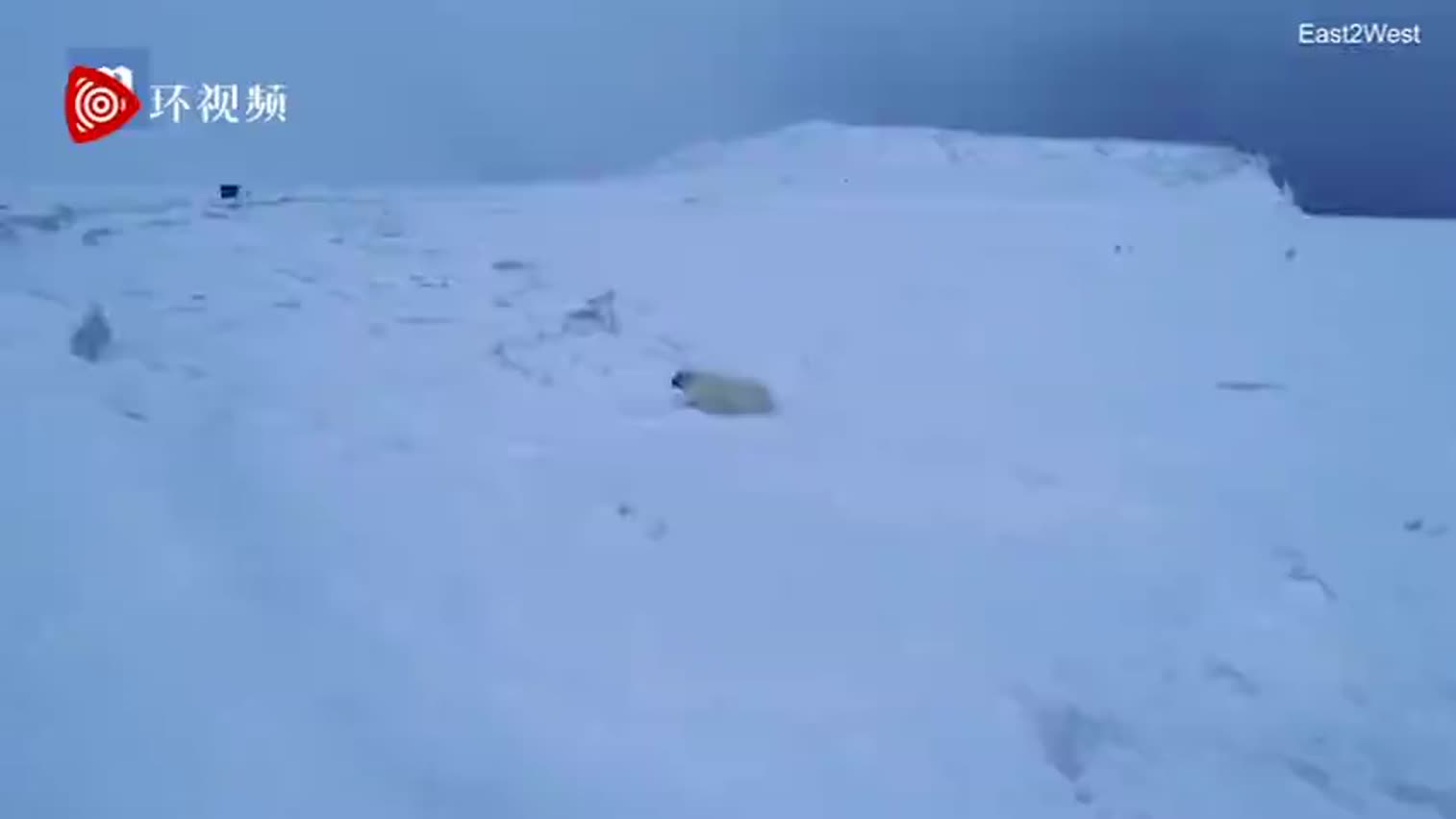 视频-俄罗斯村民不堪困扰 用照明弹驱赶北极熊