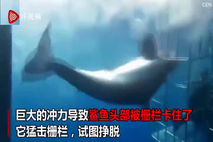 视频：心痛！大白鲨头被鲨笼卡住 挣扎中惨死在观光