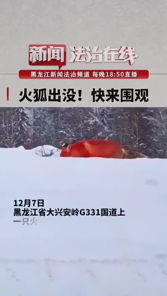 视频：红色精灵！大兴安岭雪地惊现火狐狸