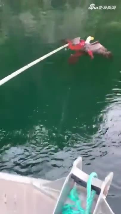 视频：老鹰袭击章鱼被反杀 渔民心疼出手相救
