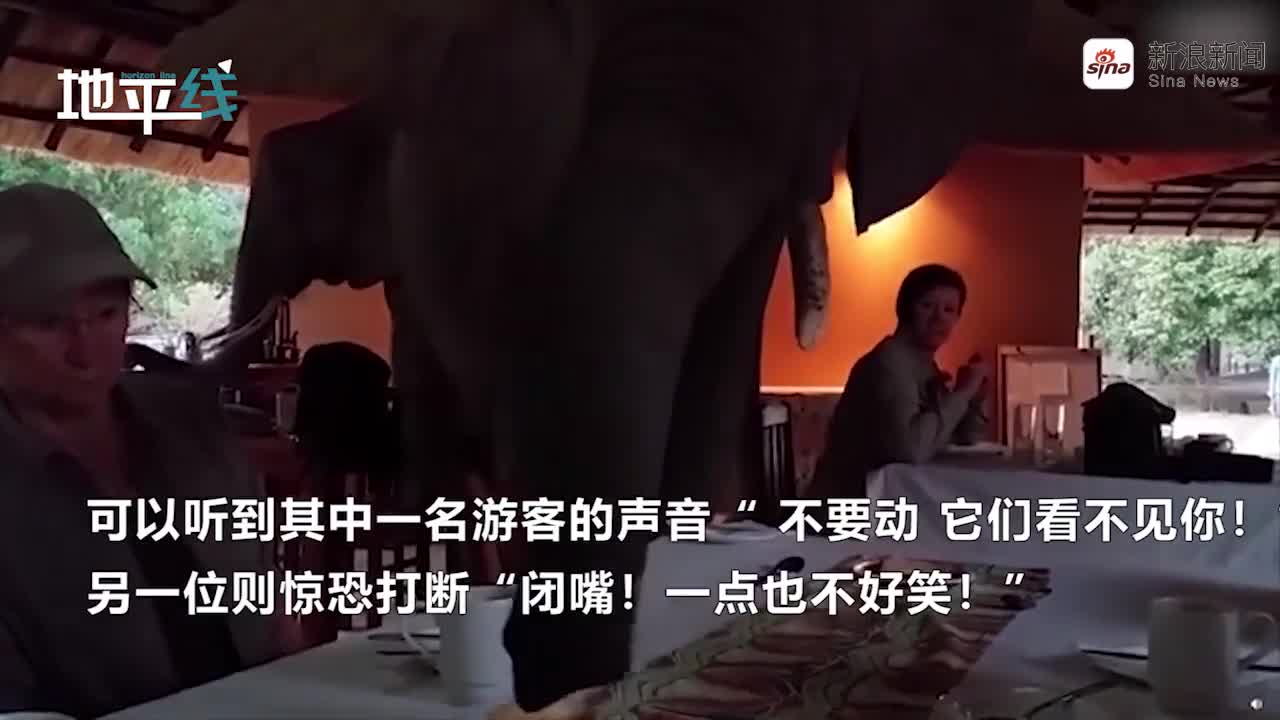 视频：大象闯露天餐厅吃