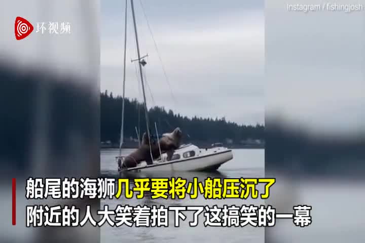 视频-美海湾两只巨大海狮“搭便船” 几乎将小船压