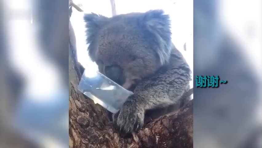 视频-澳洲考拉渴得组团上门要水喝 地面烫脚一路小