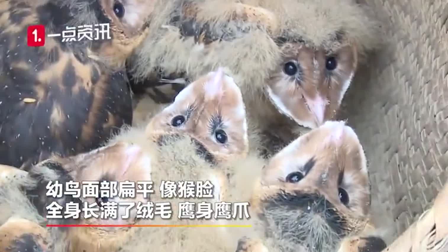 视频-江西吉安村民发现猴面鹰 系国家二级保护动物