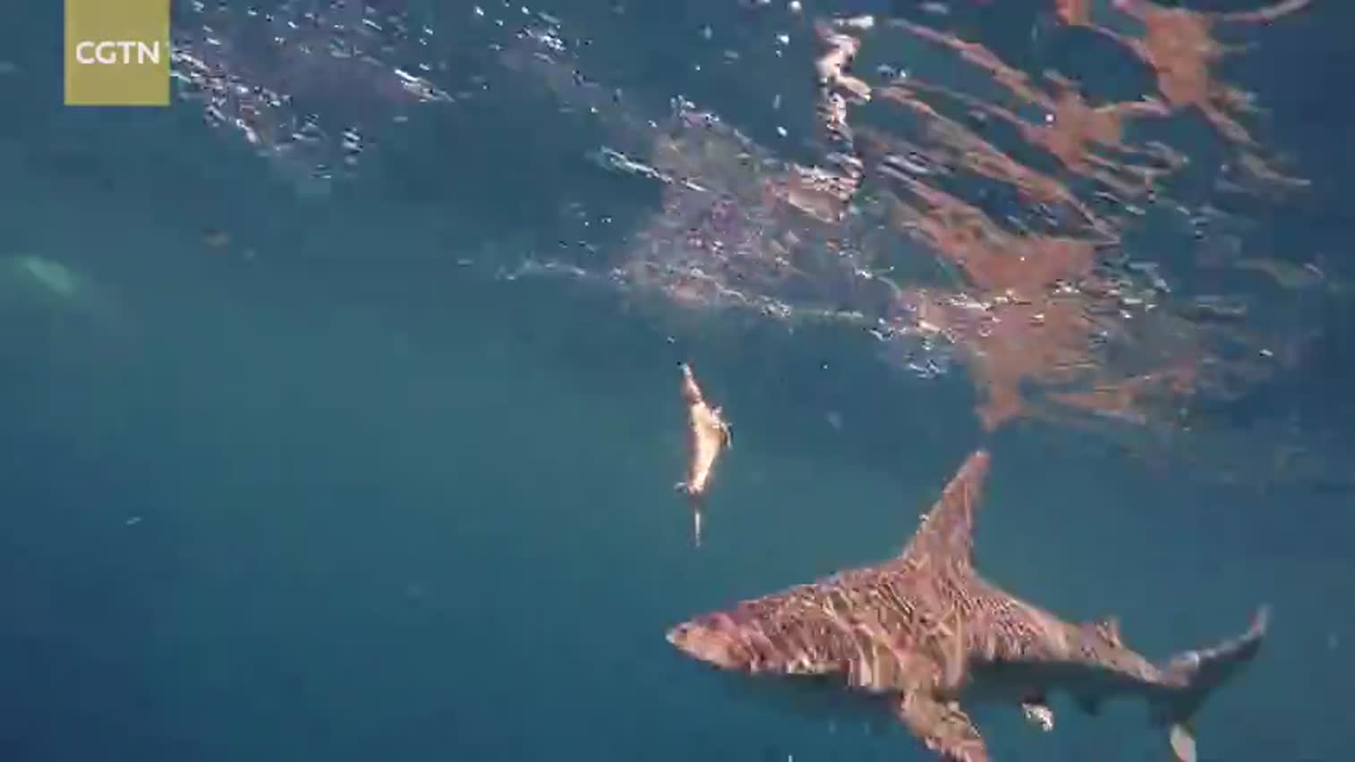 视频-潜水员近距离拍摄鲨鱼 拍下惊险捕食瞬间