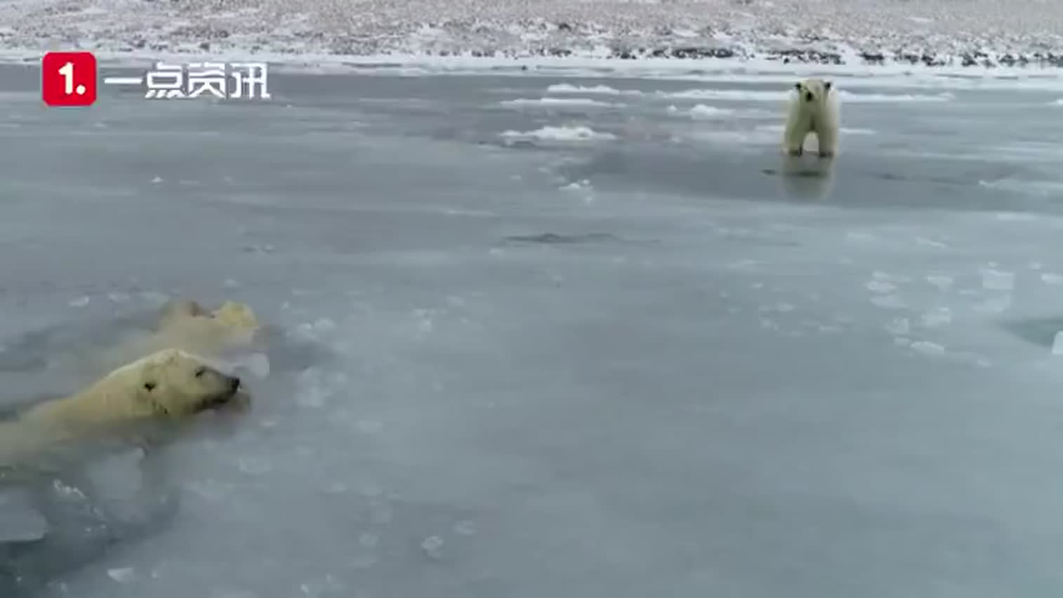 视频-全球变暖海面无法冻住 北极熊频频落水