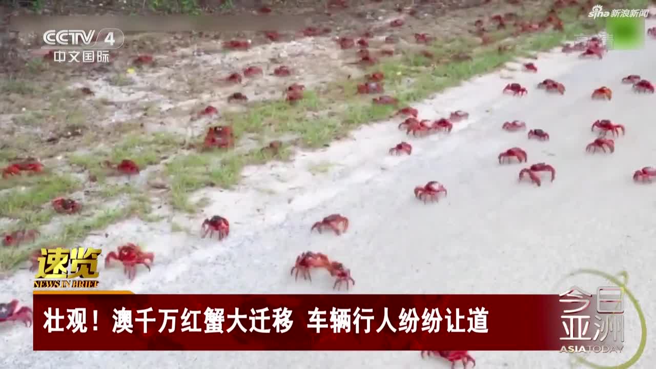 视频-壮观！澳千万红蟹大迁移  车辆行人纷纷让道