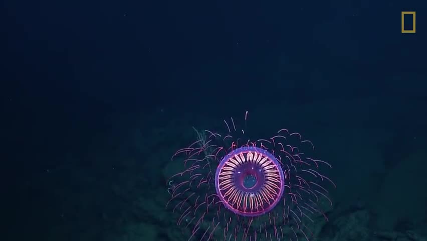 视频-国家地理拍摄到的一只神奇的水母 仿佛一只会