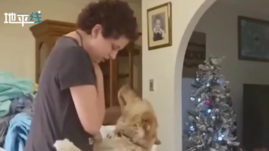 视频-服务犬帮助自闭症主人克服恐慌 暖心一幕引网