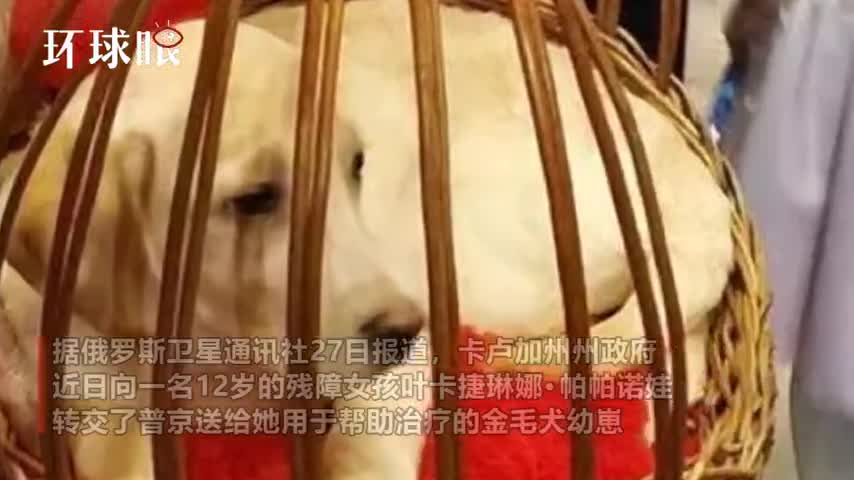 视频-普京给12岁俄罗斯残疾女孩赠送金毛犬 帮助
