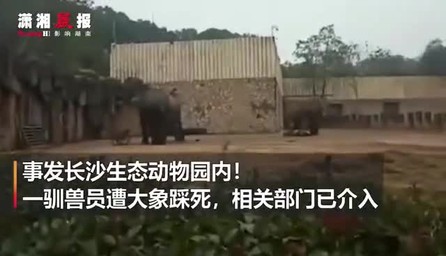 视频|长沙动物园大象踩死驯兽员 驯兽员抢救无效身